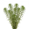Myriophyllum Brasiliensis (Manojo) nascapers.es
