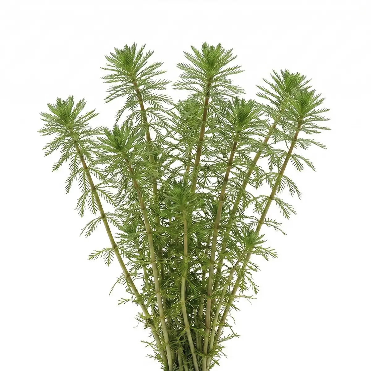 Myriophyllum Brasiliensis (Manojo) nascapers.es