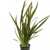 Vallisneria Spiralis Leopard nascapers.es