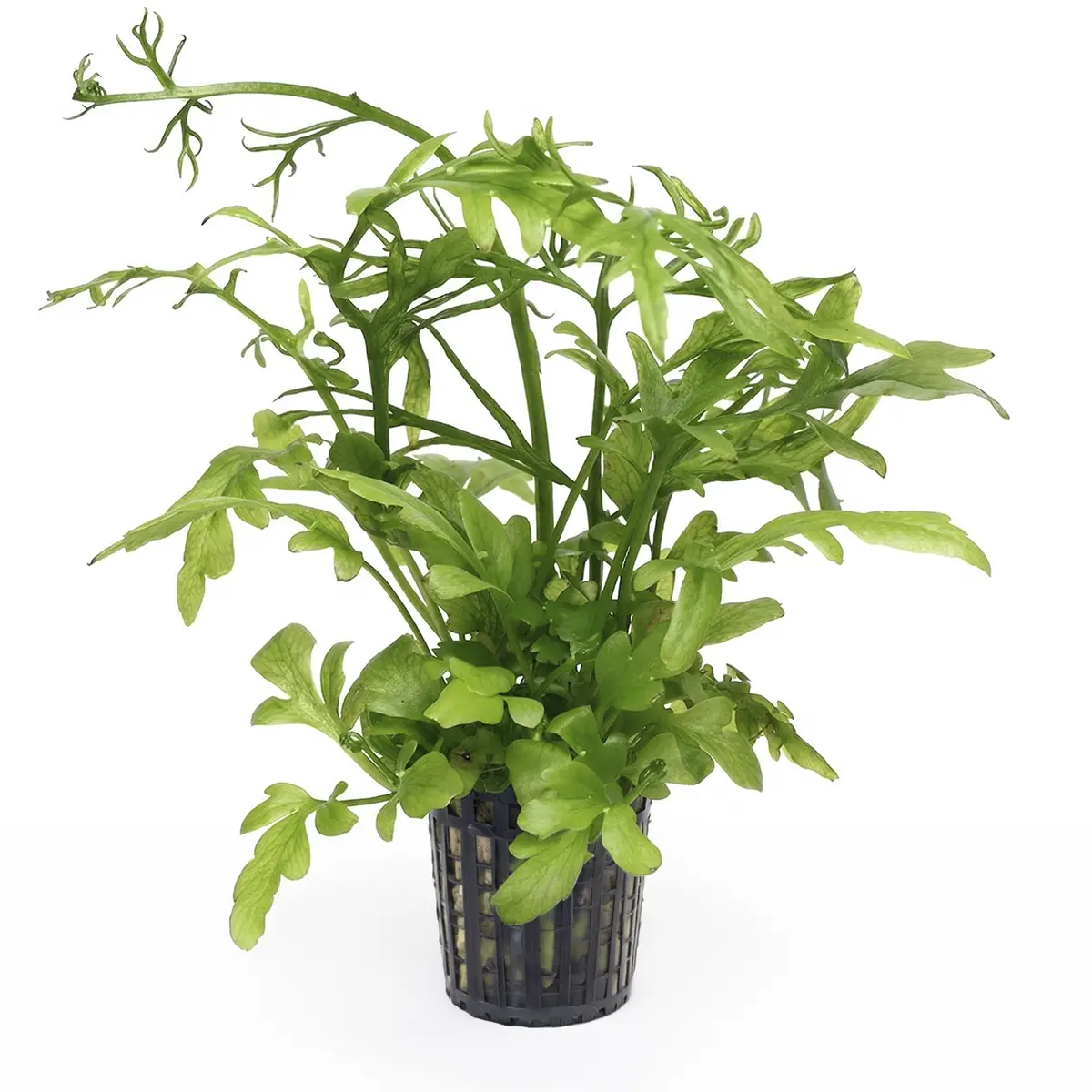 ceratopteris cornuta gruesa nascapers.es