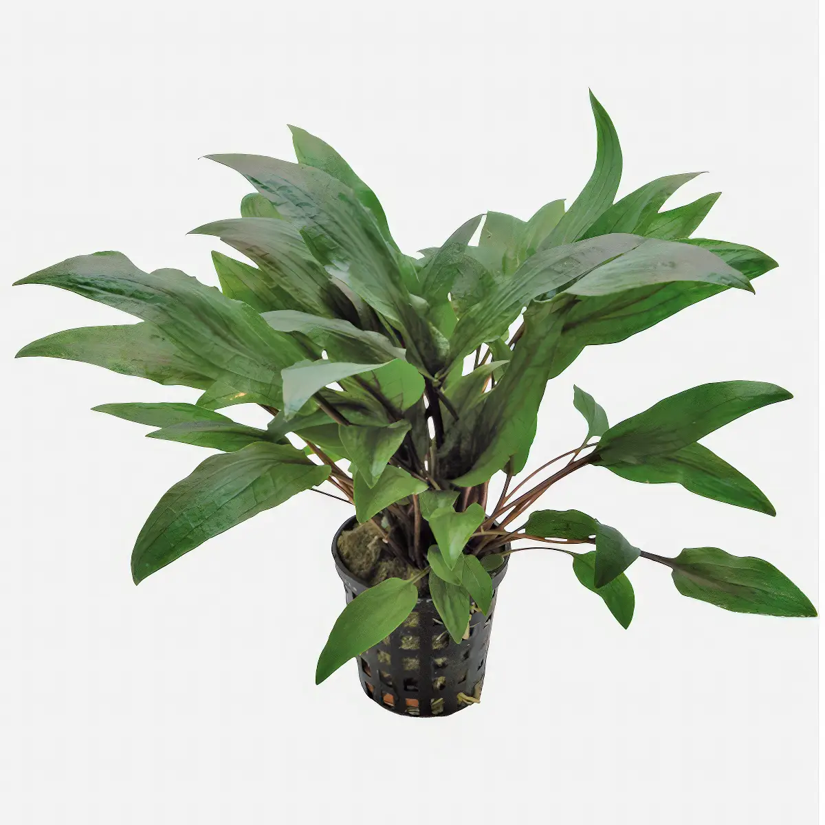 Cryptocoryne Undulatus Kasselman nascapers.es