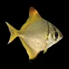 Pez Angel Malayo | Monodactylus argenteus nascapers.es