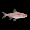 Borrachito Dorado | Hemigrammus rhodostomus nascapers.es