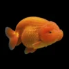 Ranchu Naranja | Carassius auratus nascapers.es