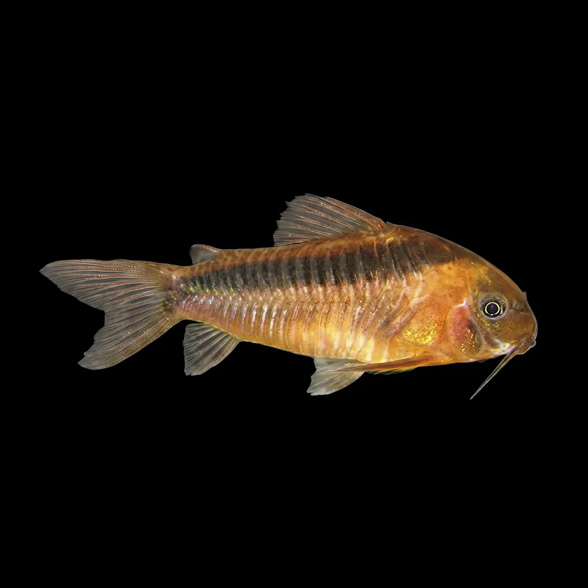 Coridora Rabauti nascapers.es