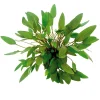 Cryptocoryne wendtii 'Compact' nascapers.es