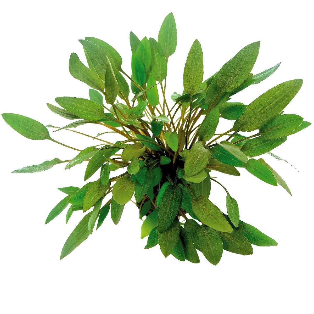 Cryptocoryne wendtii 'Compact' nascapers.es