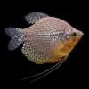 Gourami Perla Balón | Trichogaster Leeri nascapers.es