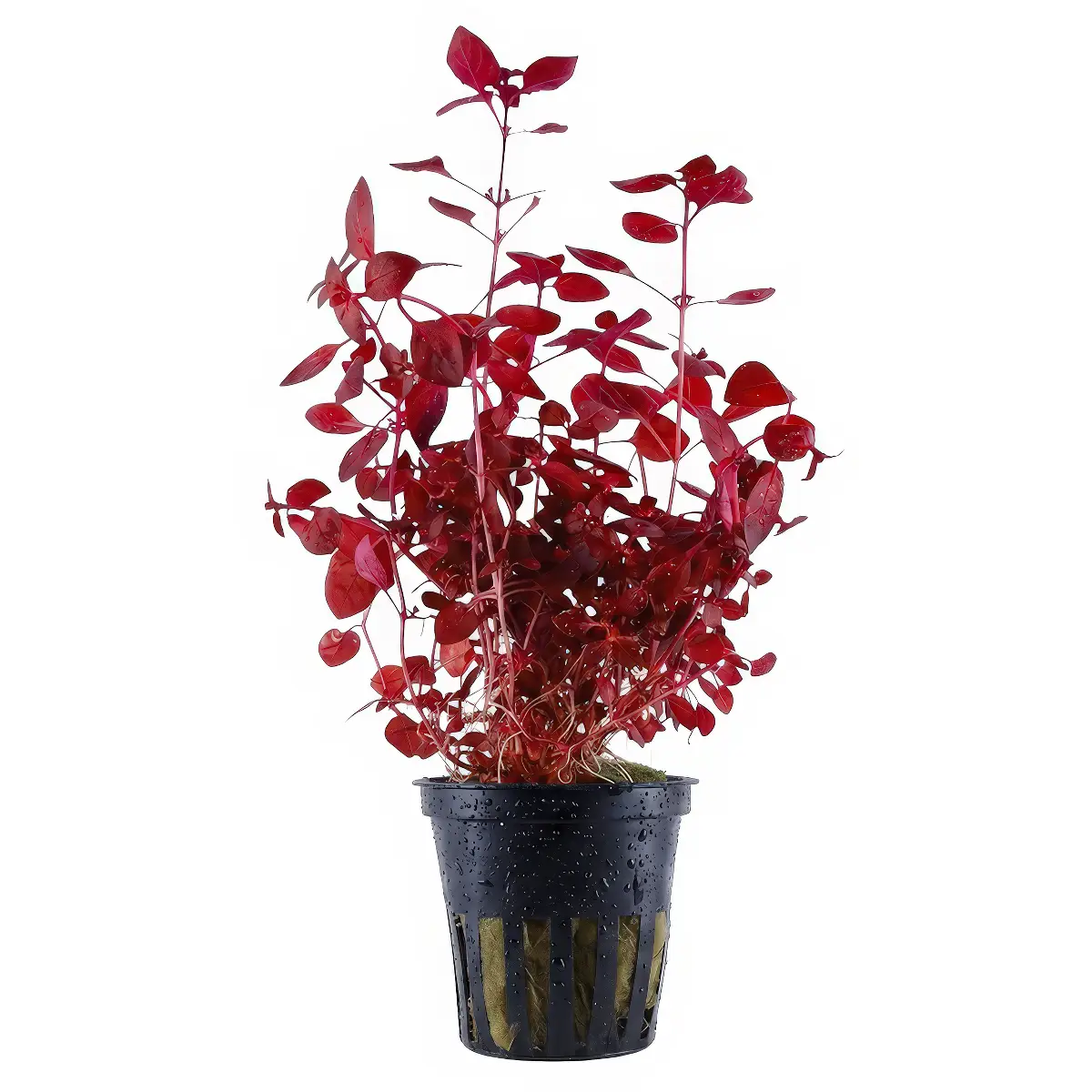 Ludwigia Palustris Red nascapers.es