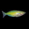Melanotaenia Parkinsoni nascapers.es