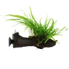 Microsorum Pteropus Trident en madera con ventosa nascapers.es