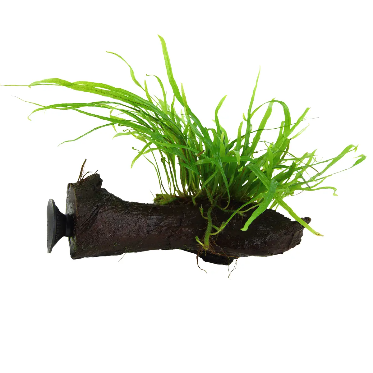 Microsorum Pteropus Trident en madera con ventosa nascapers.es