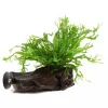 Microsorum Pteropus Windelov en madera con ventosa nascapers.es