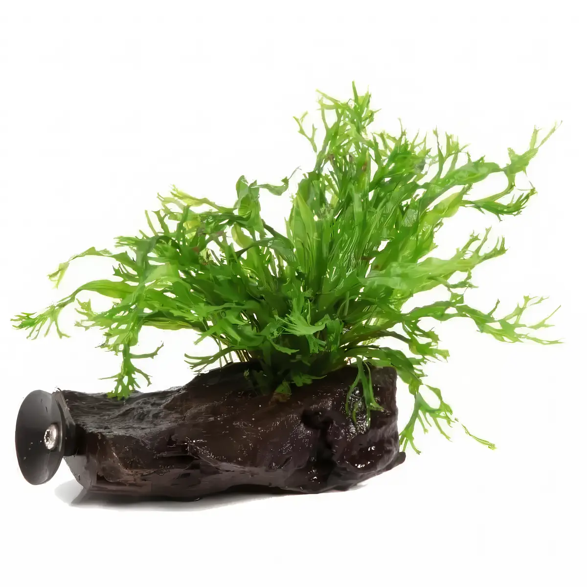 Microsorum Pteropus Windelov en madera con ventosa nascapers.es
