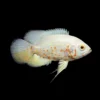 Oscar Albino | Astronotus ocellatus nascapers.es