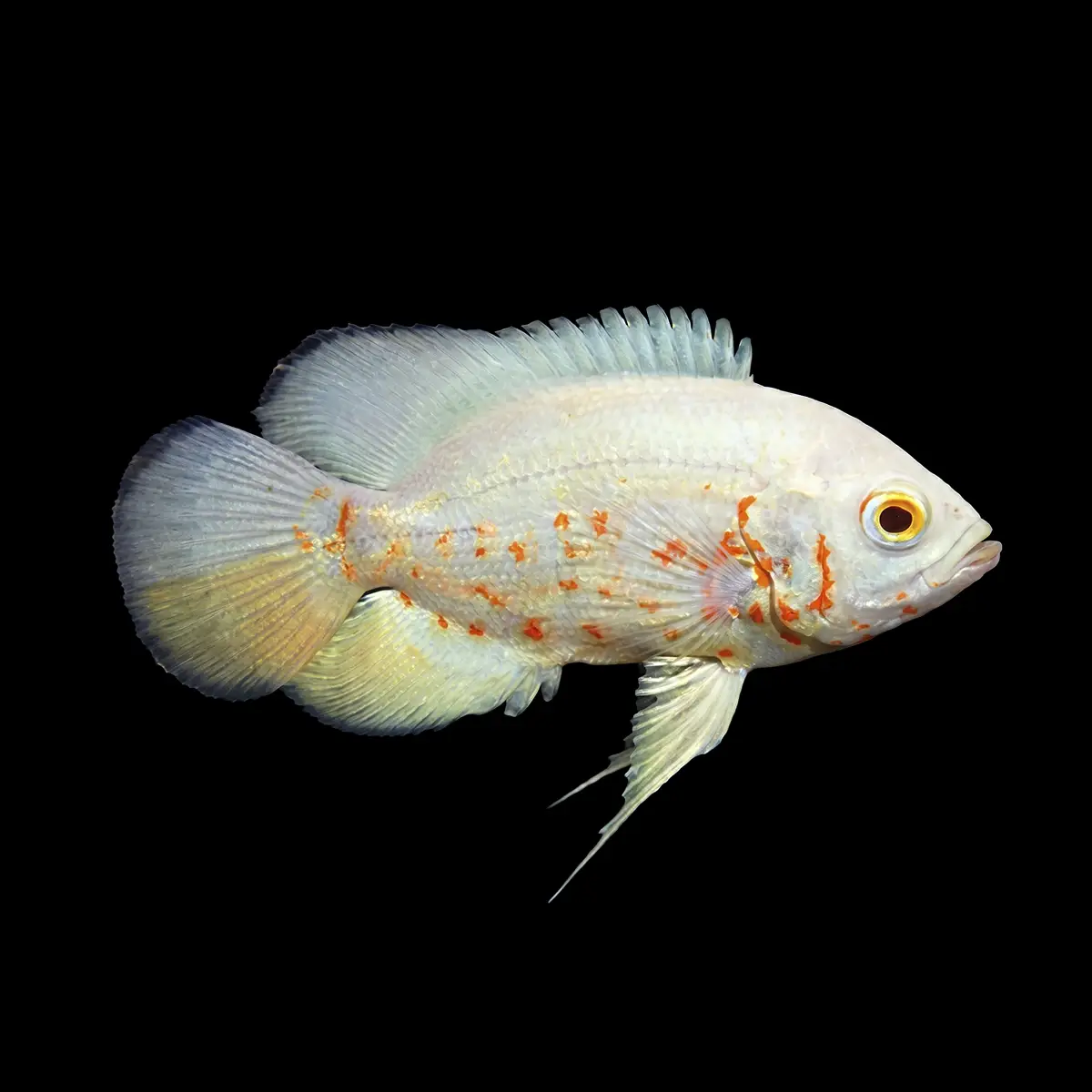 Oscar Albino | Astronotus ocellatus nascapers.es