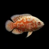 Oscar Albino Atigrado | Astronotus ocellatus nascapers.es
