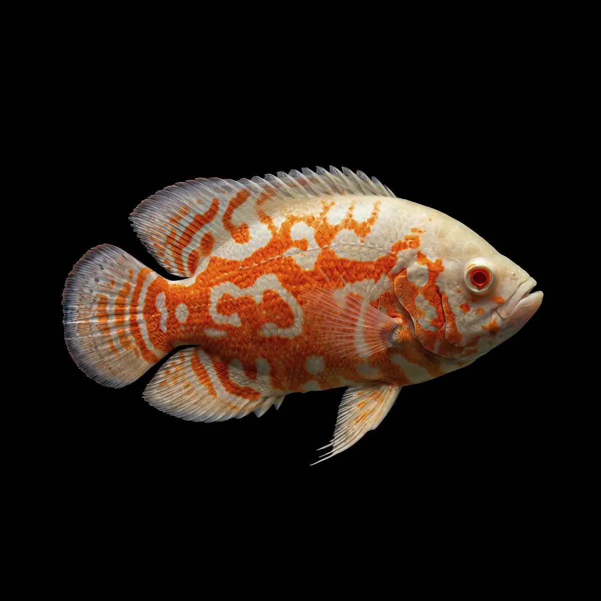 Oscar Albino Atigrado | Astronotus ocellatus nascapers.es
