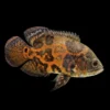 Oscar Atigrado Rojo | Astronotus ocellatus nascapers.es