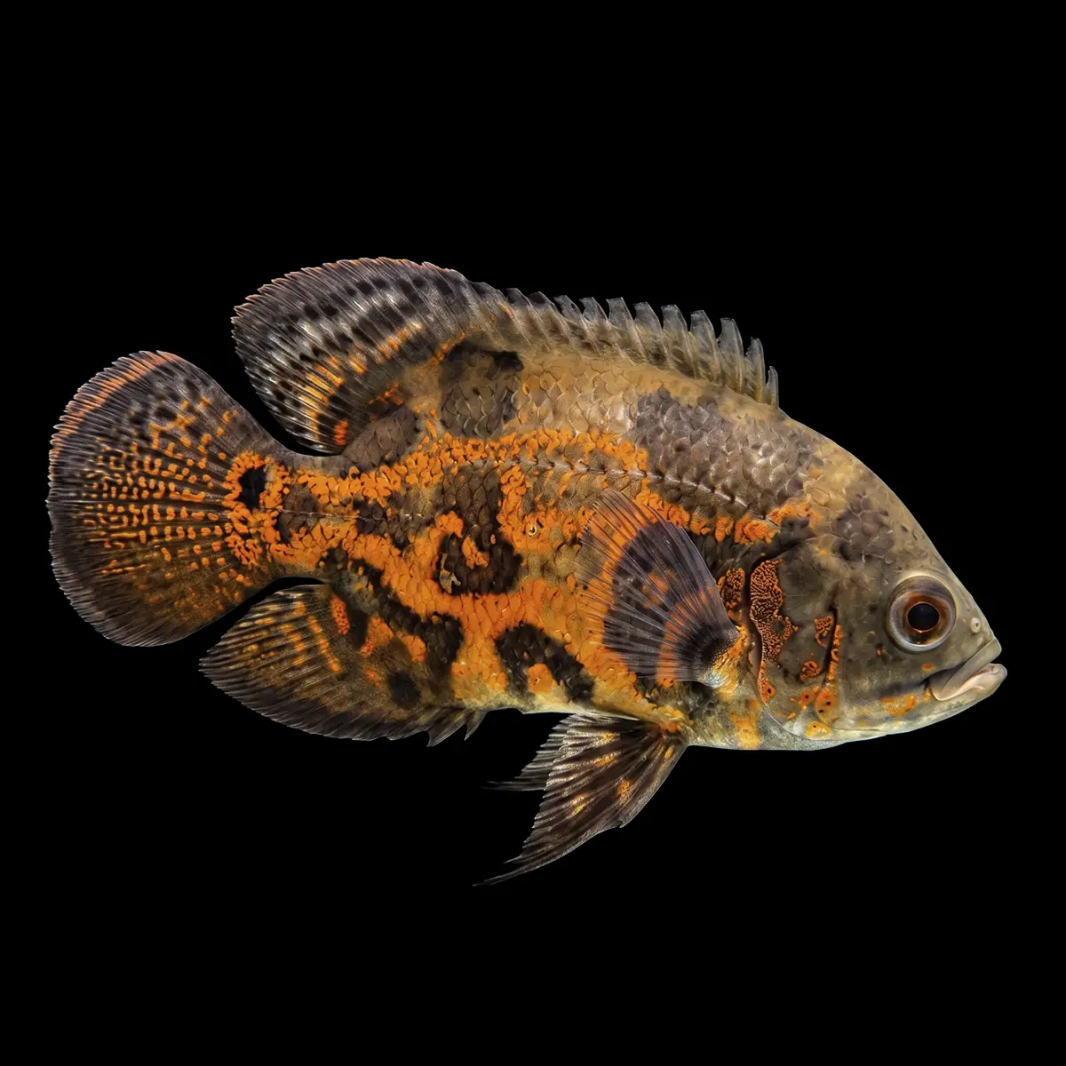Oscar Atigrado Rojo | Astronotus ocellatus nascapers.es