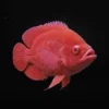 Oscar Red Chilli nascapers.es