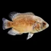 Oscar Rojo | Astronotus ocellatus
