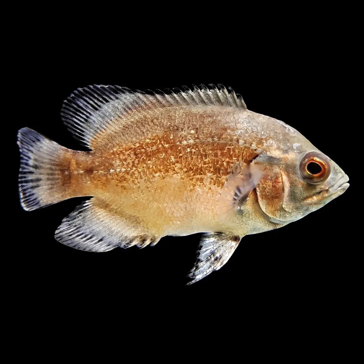 Oscar Rojo | Astronotus ocellatus
