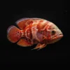 Oscar Rojo Nemo nascapers.es