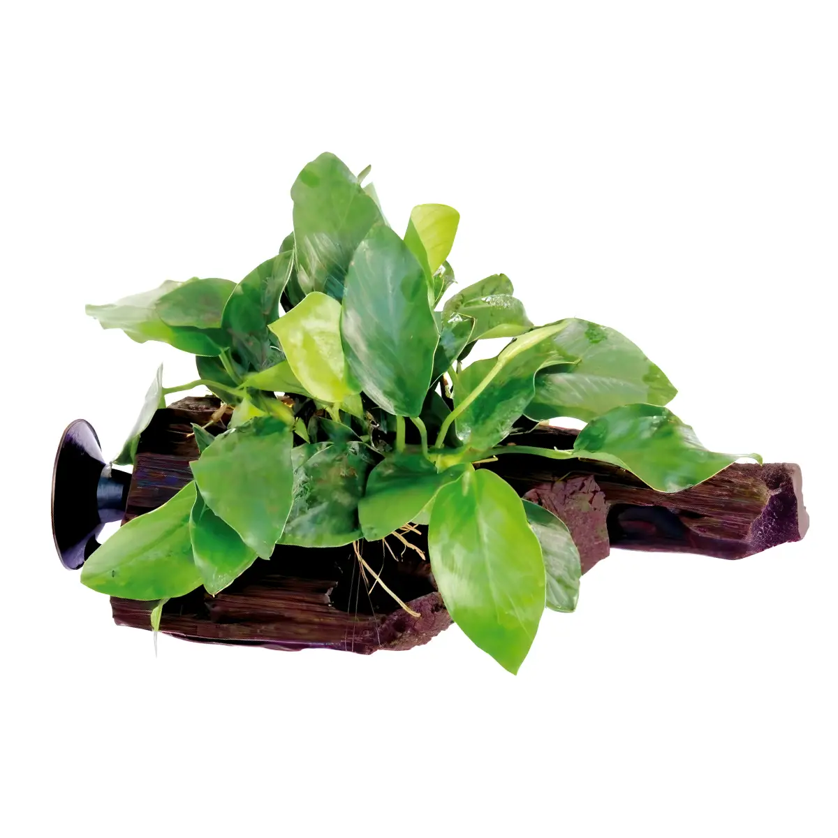 Anubias Barteri Nana en madera con ventosa nascapers.es