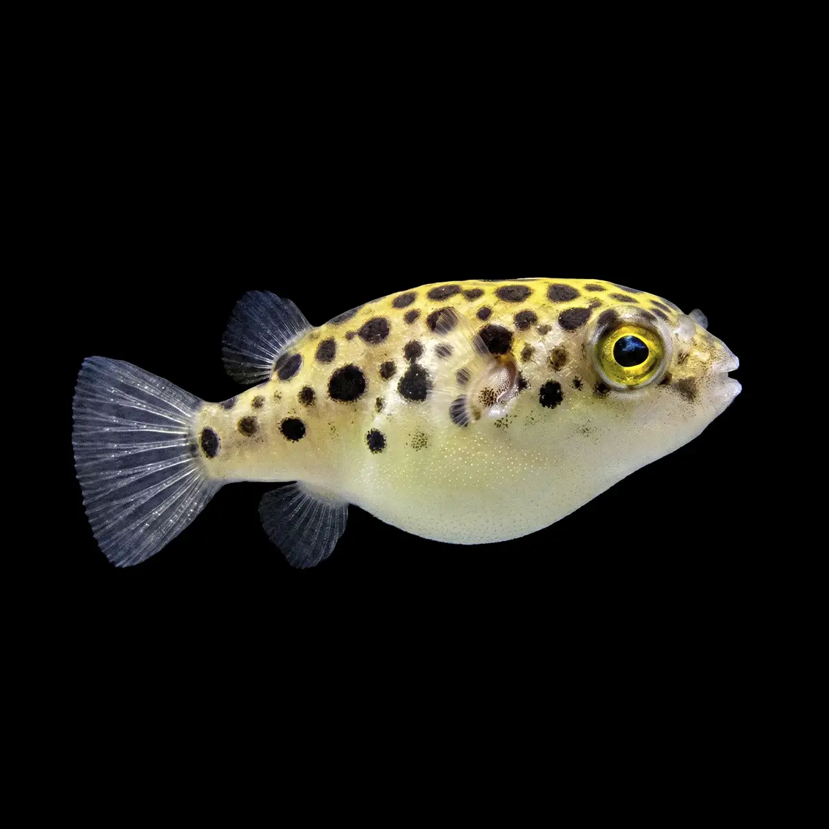 Peces Globo