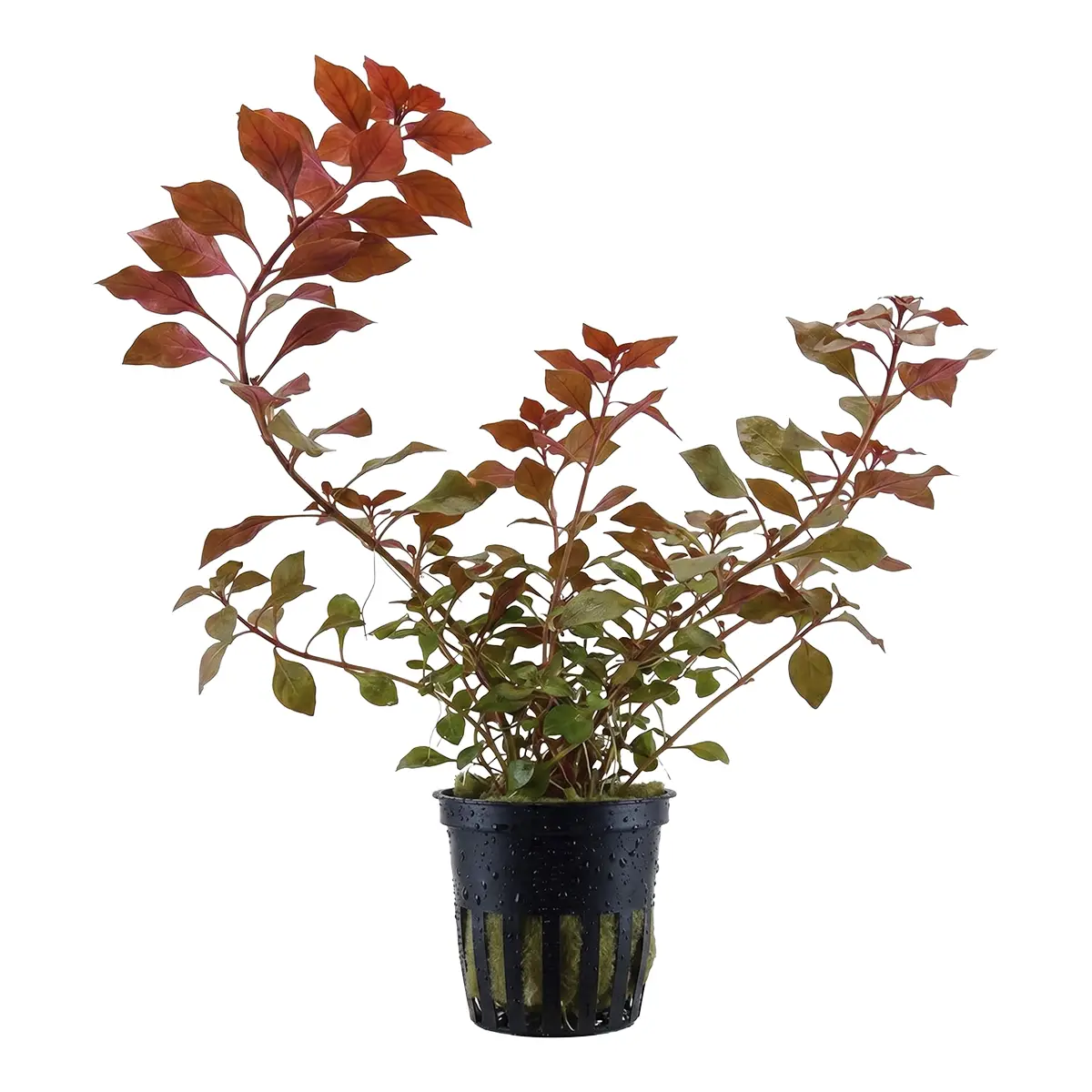 Ludwigia Palustris Red nascapers.es