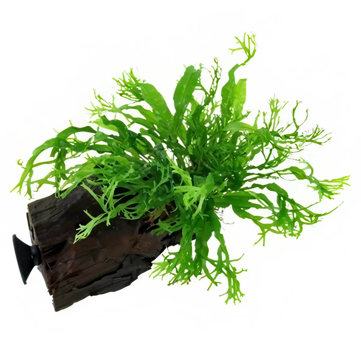 Microsorum Pteropus Narrow en madera con ventosa nascapers.es