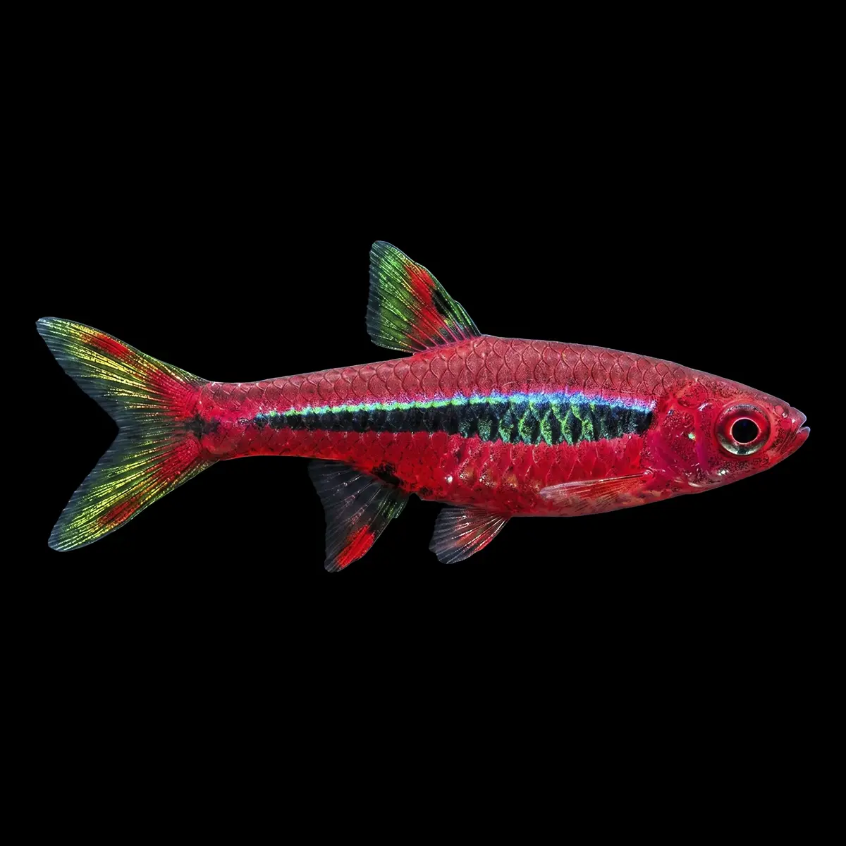 Peces Enanos