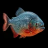 Piraña Serrasalmus nascapers.es