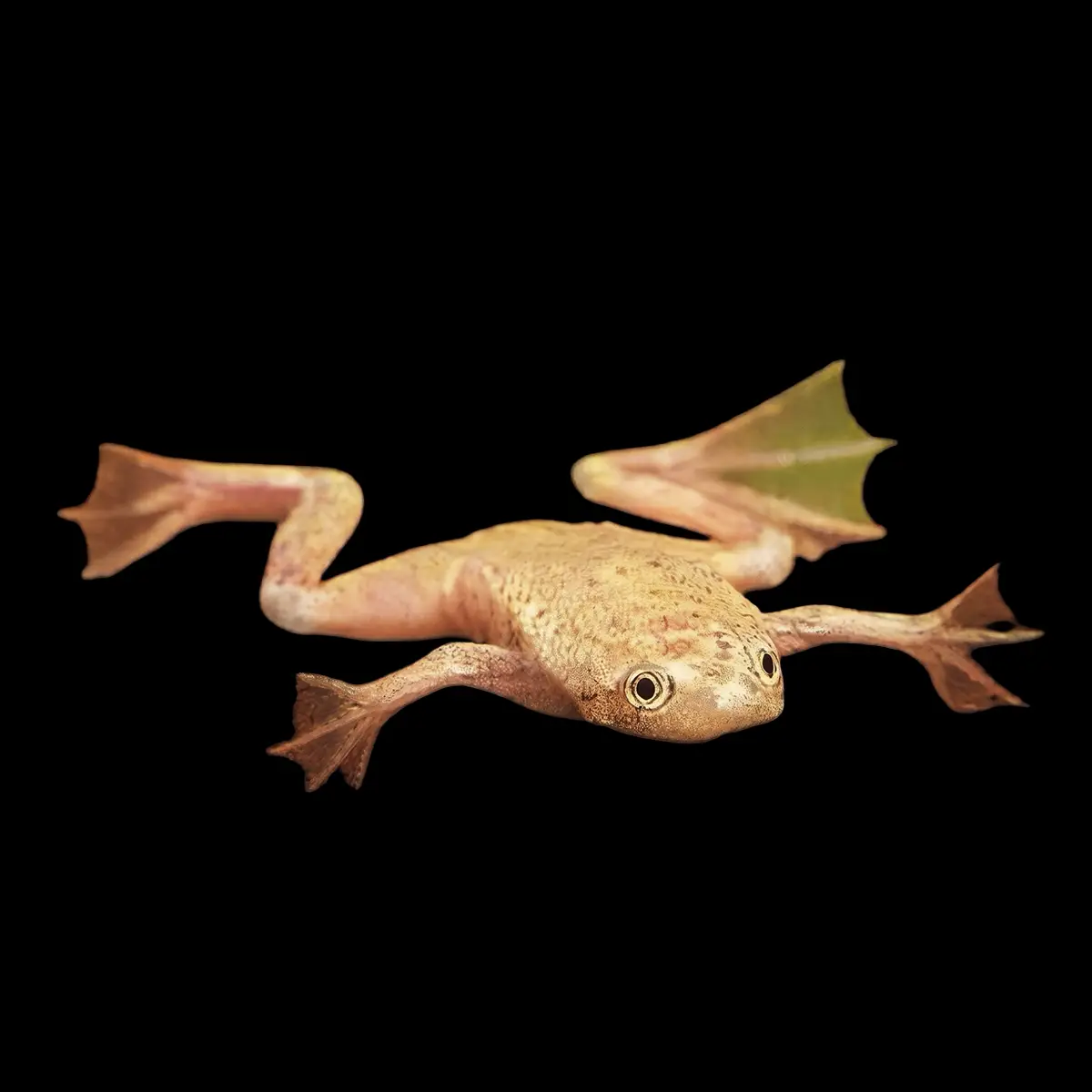 Ranas