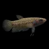 Betta albimarginata hembra salvaje nascapers.es