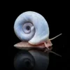 Caracol Planorbis Azul | Planorbella duryi nascapers.es