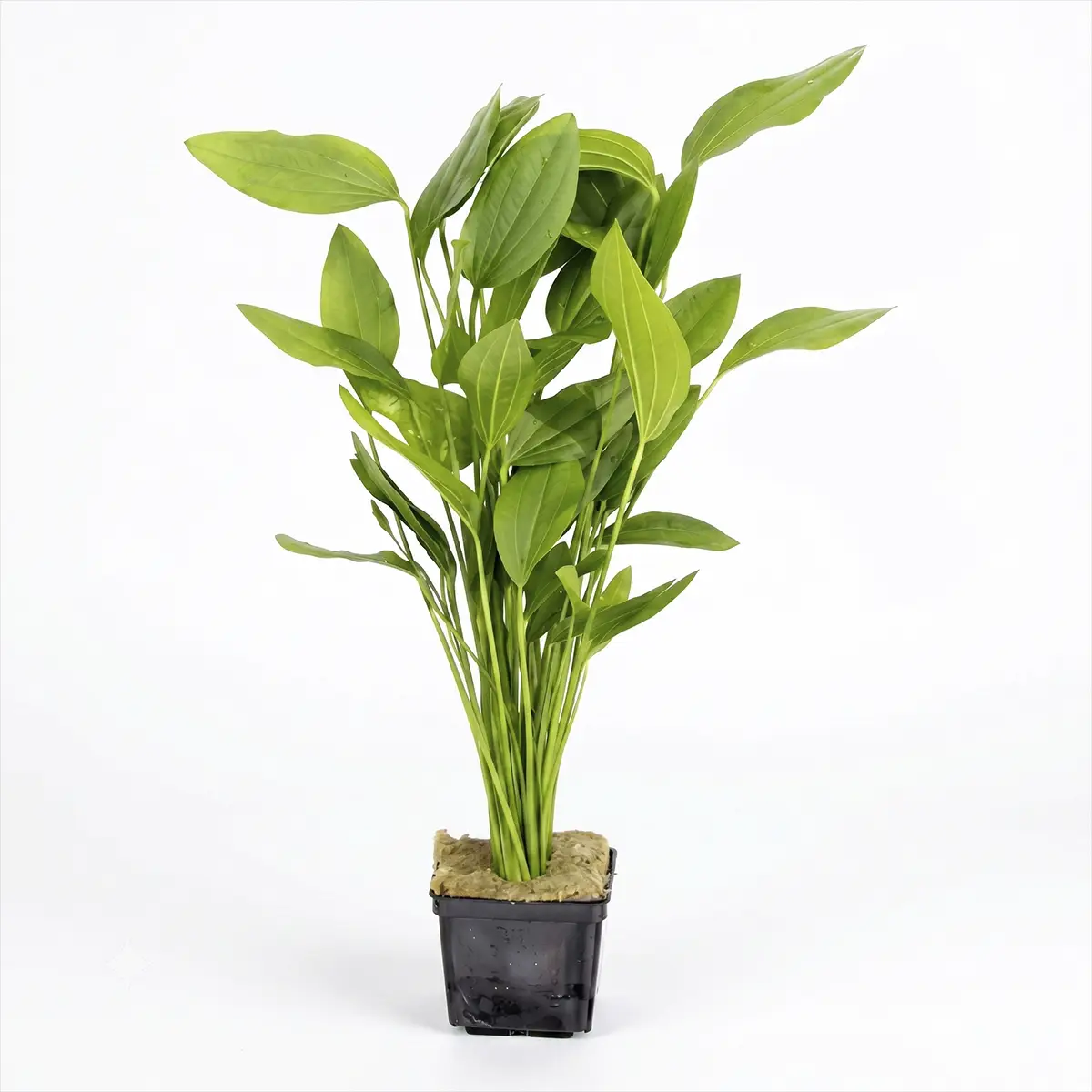Echinodorus argentinensis XL nascapers.es
