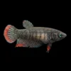 Betta Hembra Imbelis Salvaje | Betta imbellis nascapers.es