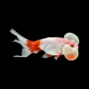 Goldfish Oranda Ojo de Burbuja Blanco | Carassius auratus nascapers.es