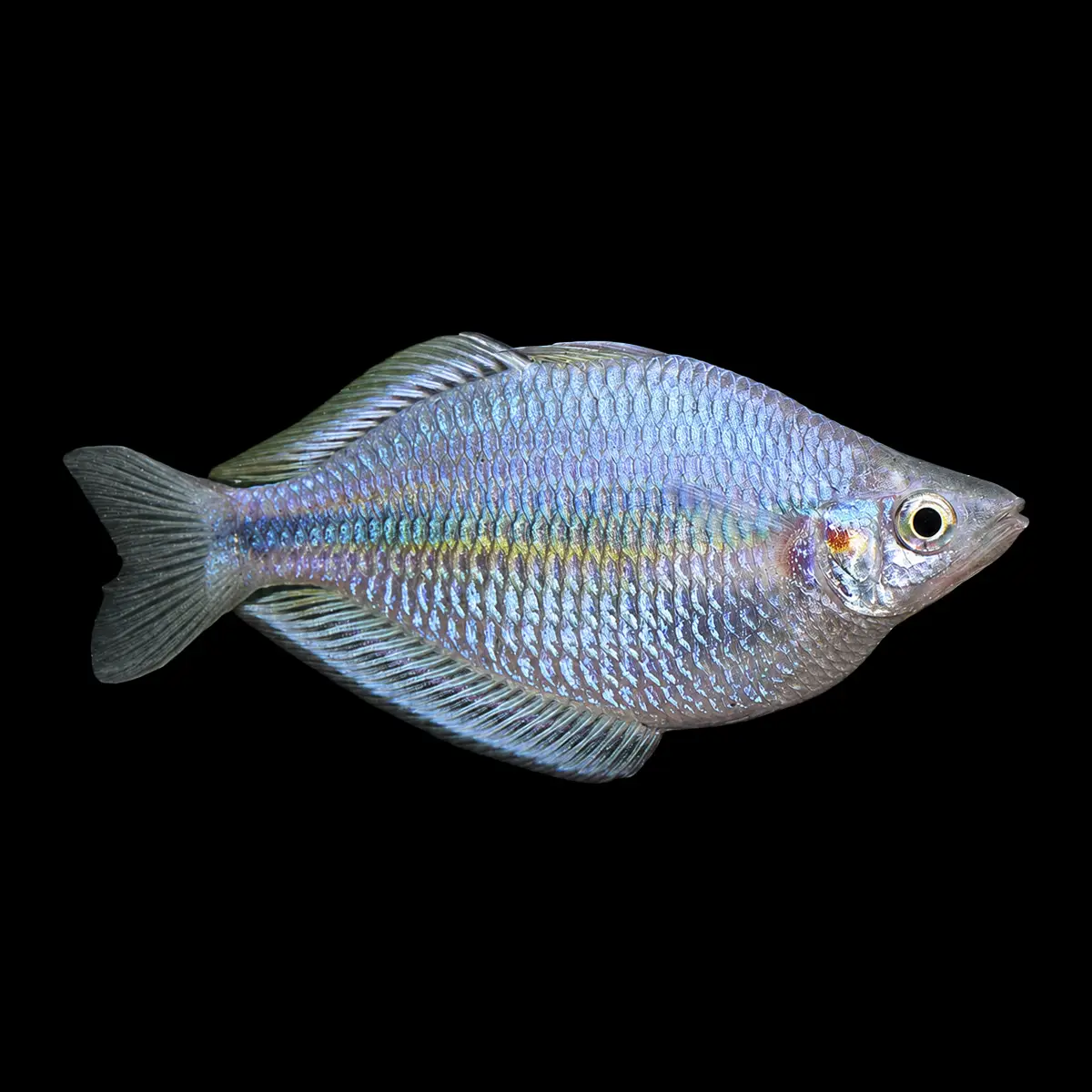 Melanotaenia goldiei Kafiamke nascapers.es