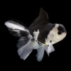 Oranda Panda | Carassius auratus nascapers.es