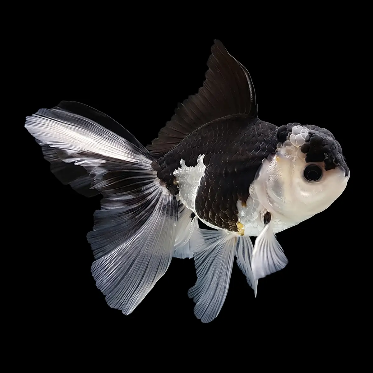 Oranda Panda | Carassius auratus nascapers.es