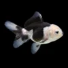 Oranda Panda S | Carassius auratus nascapers.es