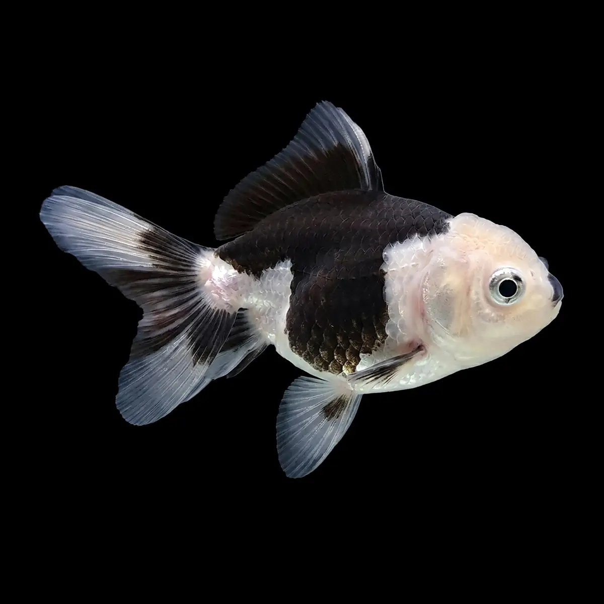 Oranda Panda S | Carassius auratus nascapers.es