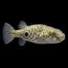 Pao Leiurus | Tetraodon leiurus nascapers.es