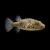 Pao suvattii | Tetraodon suvattii nascapers.es