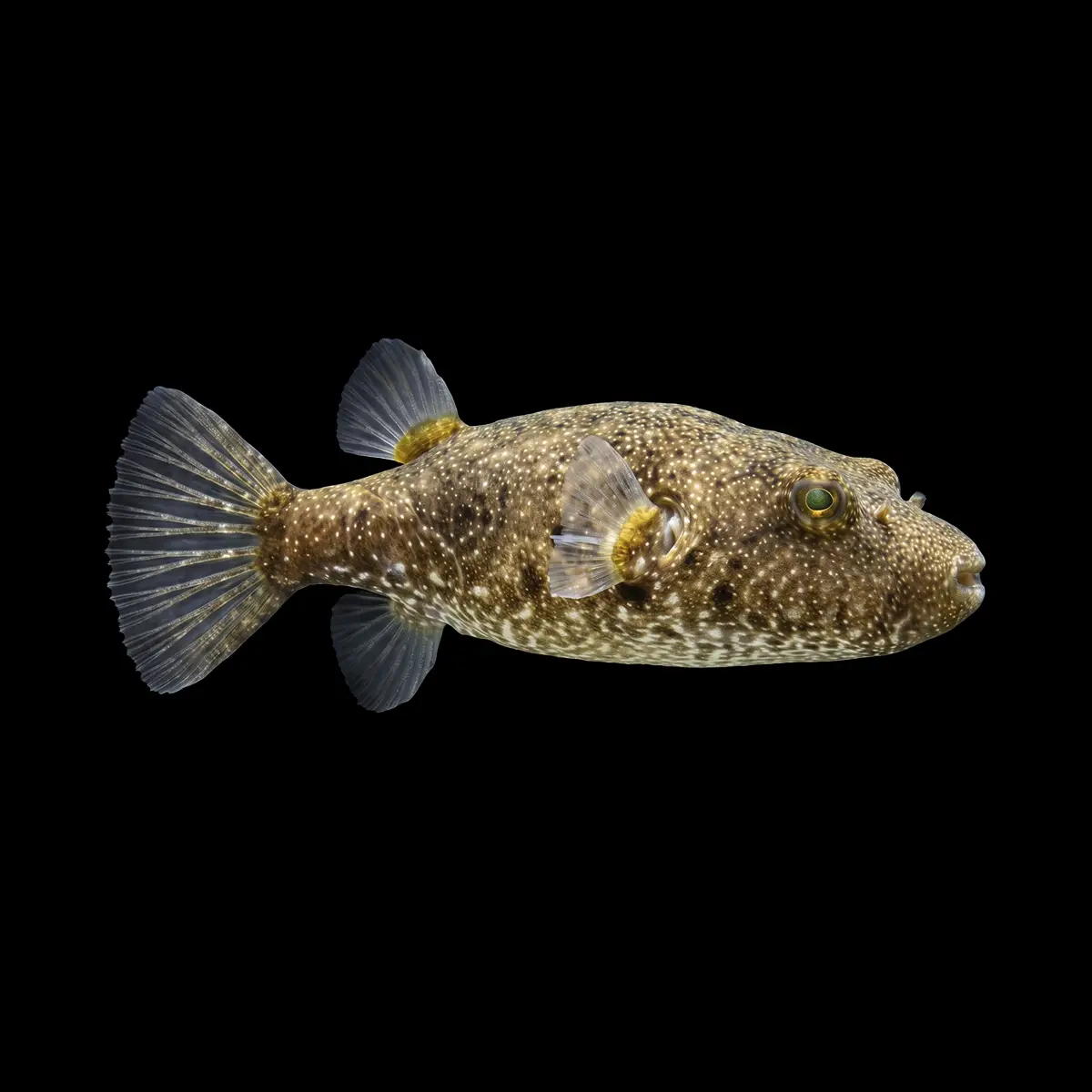 Pao suvattii | Tetraodon suvattii nascapers.es