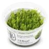Perlenmoos (Pearl Moss) | Solenostoma tetragonum nascapers.es