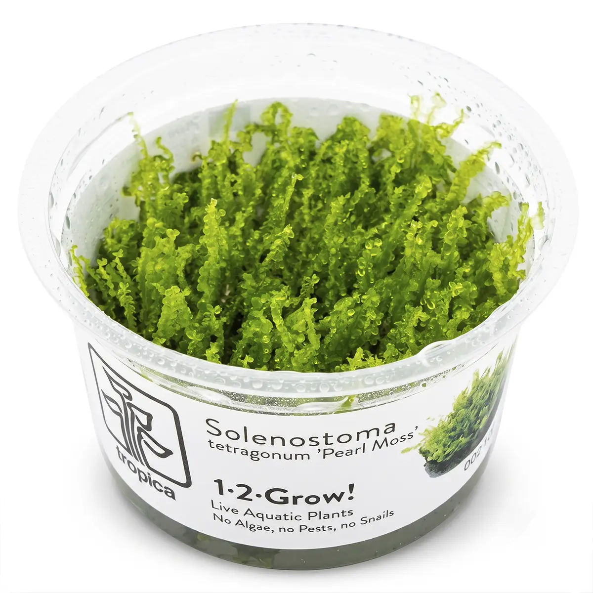 Perlenmoos (Pearl Moss) | Solenostoma tetragonum nascapers.es